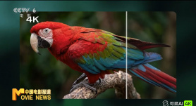 黄a大片av永久免费